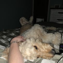 Goldendoodle and Poodle Puppies from Megan Lennox