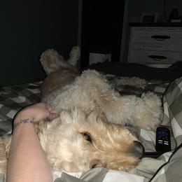 Goldendoodle and Poodle Puppies from Megan Lennox