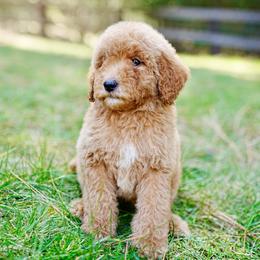 Orange collar - Red  female Goldendoodle puppy in Spokane, Washington from Doodle Love