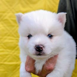 Dewy - 1800 - White male Pomsky puppy in Spring Hill, Florida from www.PuppyTimeEmporium.com