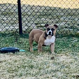 Maple - Fawn sable female American Bully puppy in Lakeville, Minnesota from Fairway Bullies