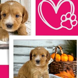 Tootsie - Apricot Australian Labradoodle puppy in Roseville, California from Darby Park Doodles