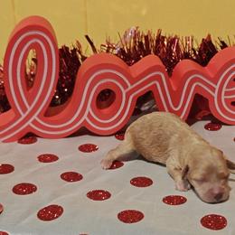 Judy - Apricot female Cavapoo puppy in Dallas, Texas from Halo's Heroes Doodles