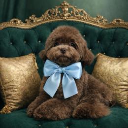 Coco - Brown female Poodle puppy in California from Yorkie & Maltese Royalty
