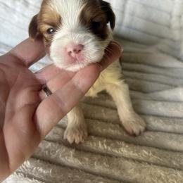 AKC red and white parti male - Red male Havanese puppy in Powder Springs, Georgia from West Cobb Dogs