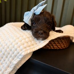 Trinity - Chocolate female Goldendoodle puppy in Van Alstyne, Texas from Forest Haven Doodle Co.