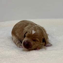 Marigold - Apricot female Goldendoodle puppy in Kenansville, North Carolina from J+A Family Doodles