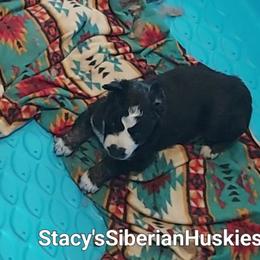 Scott - Black and white male Siberian Husky puppy in Savannah, Georgia from Stacy's Siberian Huskies