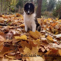 Fia - Shetland Sheepdog puppy from Bellissimo Shelties