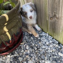 Australian Shepherd Puppies from Forgotten Coast Australian Shepherds