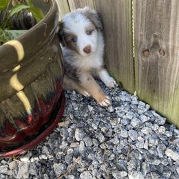 Australian Shepherd Puppies from Forgotten Coast Australian Shepherds