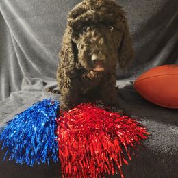 Goldendoodle Puppies from Hampton Blu Doodles