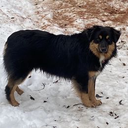 Grizzy - Miniature Australian Shepherd