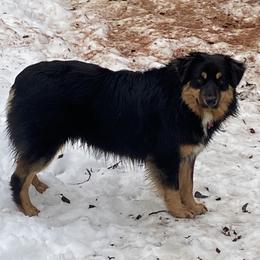 Grizzy - Miniature Australian Shepherd
