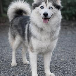 Bella - Pomsky