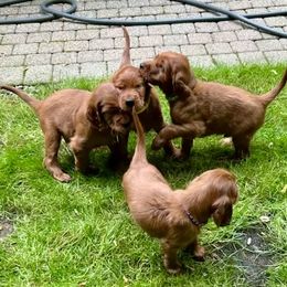 Irish Setter puppies from Stomar Irish Setters