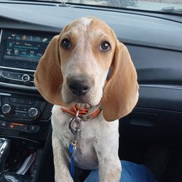 American English Coonhounds from Hartmann's English Coonhounds