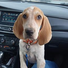 American English Coonhounds from Hartmann's English Coonhounds