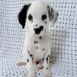 Mickey Mouse - White and black male Dalmatian puppy in Jefferson, Georgia from Spotted Jewels Dalmatians