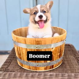 Boomer - Sable male Pembroke Welsh Corgi puppy in Norman, Oklahoma from Charm Farm Corgis