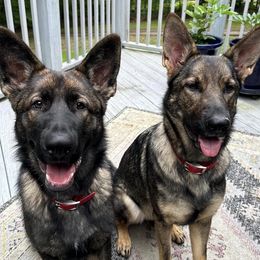 German Shepherds from K9cisco