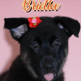 Brietta - Black and cream female German Shepherd puppy in De Land, Florida from 3B’s Animal Artistry