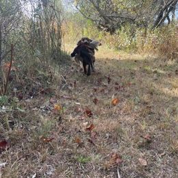 English Cocker Spaniels and Labrador Retrievers from Belews Creek Gundogs