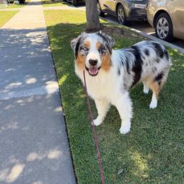 Potter - Blue merle male Australian Shepherd puppy in Lakewood, California from Cloud Nine Kennel