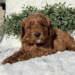 Vision - Red  male Poodle puppy in Bakersfield, California from California Red Poodles
