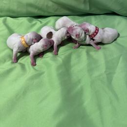 Coton de Tulear puppies from Sterling’s Sweet Cotons