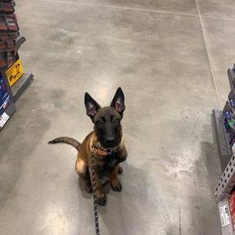 Belgian Malinois Puppies from Cascade Kennels