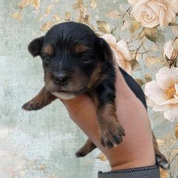 Friday - Black and tan female Yorkipoo puppy in Coshocton, Ohio from Forever Family Puppies