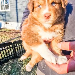 Australian Shepherd Puppies from Lake Daze