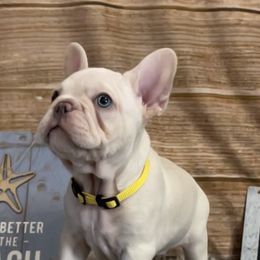 Kramer - French Bulldog puppy in Wilson County, Texas from Amanda Castillo's Frenchies