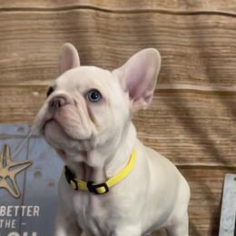 Kramer - French Bulldog puppy in Wilson County, Texas from Amanda Castillo's Frenchies