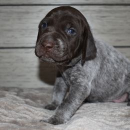 German Shorthaired Pointer Puppies from Ninemire Farm