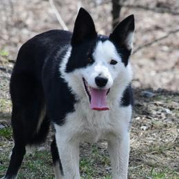 Gail - Border Collie