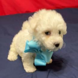 Ozzy - Blue collar - White male Bichon Frise puppy in 63101 (St. Louis Metro Area), Missouri from BichonSTL
