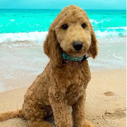 Green - Apricot male Goldendoodle puppy in Terre Haute, Indiana from Gucci's Goldendoodles