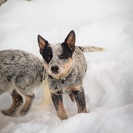 Anatolian Shepherd Dog and Australian Cattle Dog Puppies from 4D Cattle Dogs