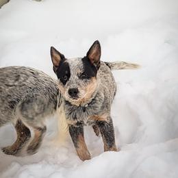Anatolian Shepherd Dog and Australian Cattle Dog Puppies from 4D Cattle Dogs