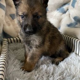 Yellow collar - Sable German Shepherd puppy in Punta Gorda, Florida from Blitzenhaus Working Dogs