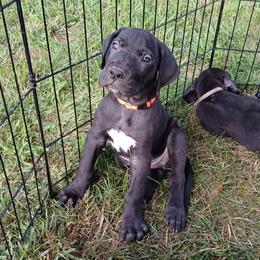 Cosmo - Black male Great Dane puppy in Marshall, Michigan from Dream K9