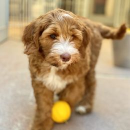 Australian Labradoodle Puppies from Cascade Canyon Labradoodles