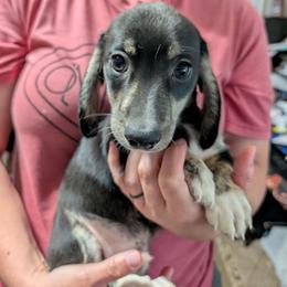 1 Buzzie - Black and cream male Dachshund puppy in Central Point, Oregon from MRS Long Dog Ranch