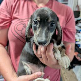 1 Buzzie - Black and cream male Dachshund puppy in Central Point, Oregon from MRS Long Dog Ranch
