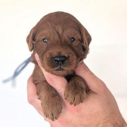 Cobbler - Red  male Goldendoodle puppy in Blackfoot, Idaho from Riverside Poodles
