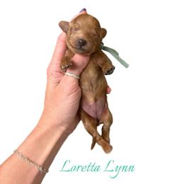 Loretta Lynn - Red  female Goldendoodle puppy in Hot Springs, Arkansas from Hot Springs Kennels