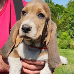 Basset Hounds from Hounds of Salemridge