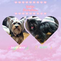 Yorkshire Terrier puppies from Robertson's Dream Ranch Aussies & Yorkies